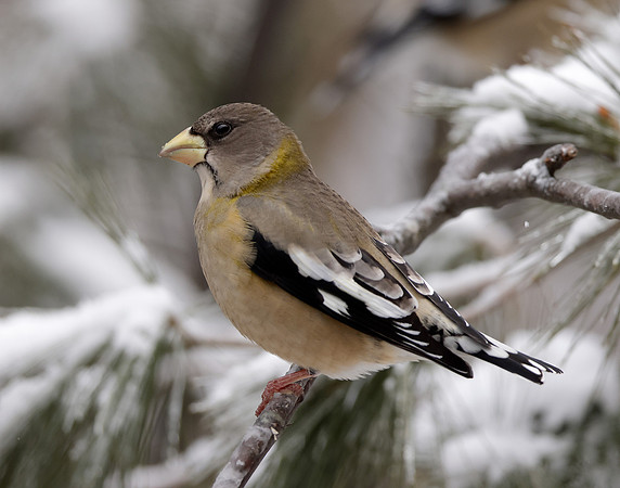 Evening Grosbeak Coccothraustes vespertinus