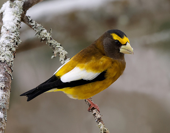 Evening Grosbeak Coccothraustes vespertinus