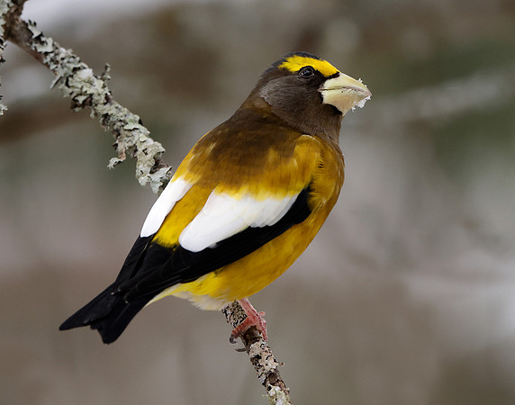 Evening Grosbeak Coccothraustes vespertinus