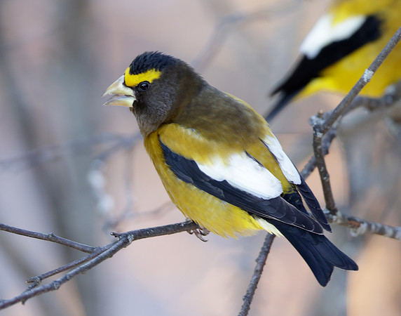 Evening Grosbeak Coccothraustes vespertinus