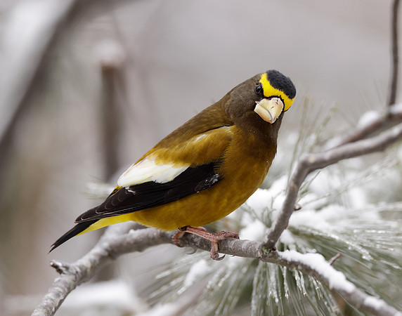 Evening Grosbeak Coccothraustes vespertinus