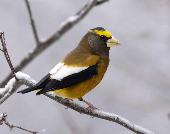 Evening Grosbeak Coccothraustes vespertinus