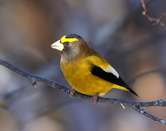 Evening Grosbeak Coccothraustes vespertinus