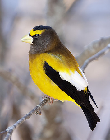 Evening Grosbeak Coccothraustes vespertinus