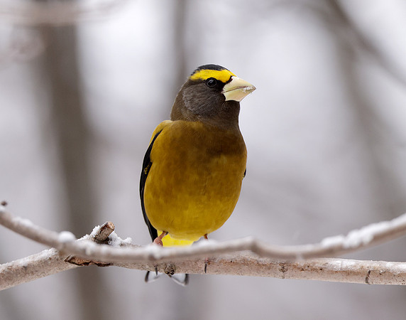 Evening Grosbeak Coccothraustes vespertinus
