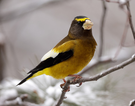 Evening Grosbeak Coccothraustes vespertinus