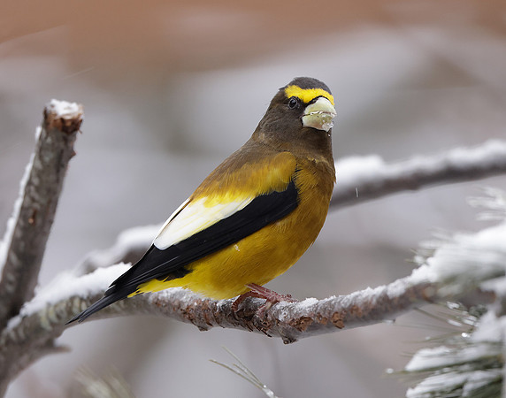 Evening Grosbeak Coccothraustes vespertinus