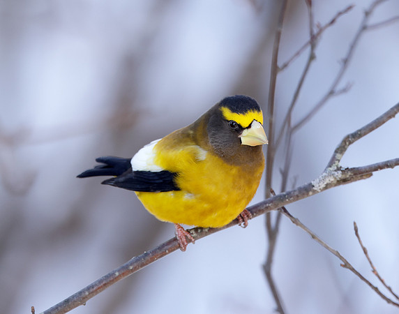Evening Grosbeak Coccothraustes vespertinus