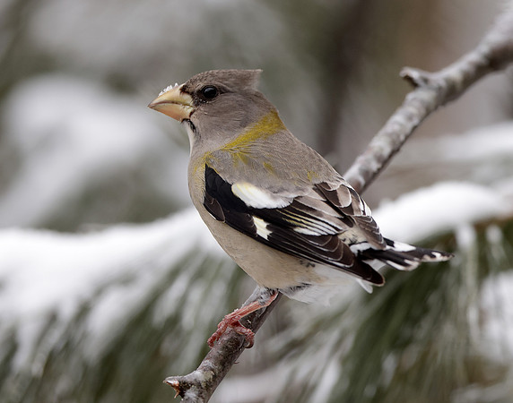 Evening Grosbeak Coccothraustes vespertinus