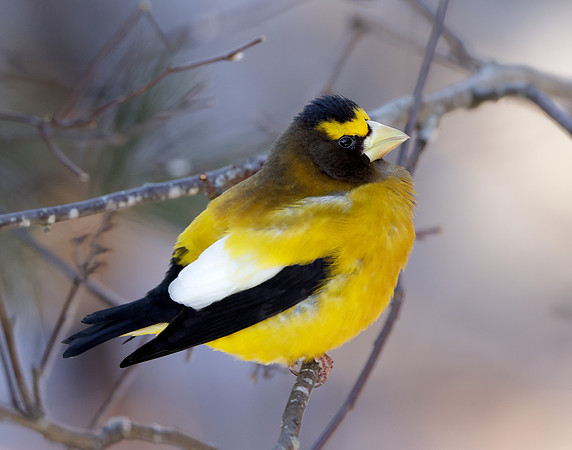Evening Grosbeak Coccothraustes vespertinus