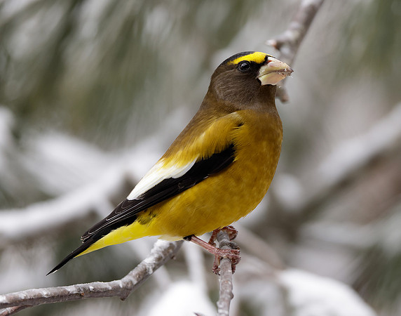 Evening Grosbeak Coccothraustes vespertinus