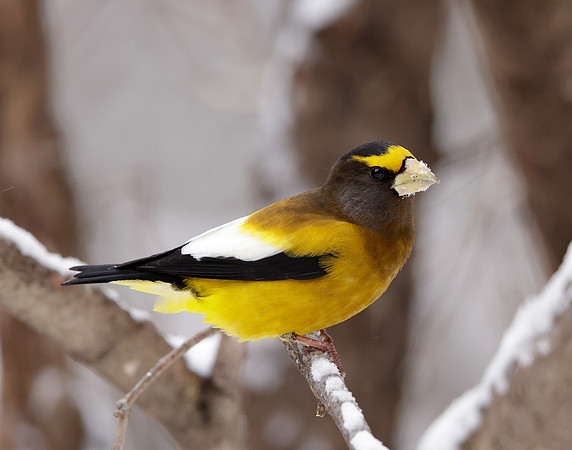 Evening Grosbeak Coccothraustes vespertinus