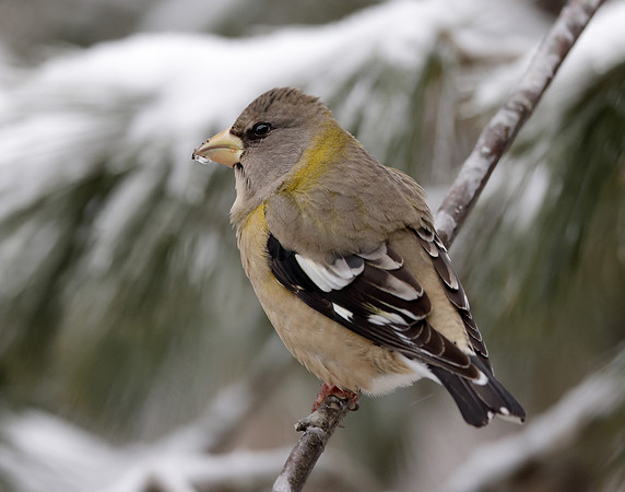 Evening Grosbeak Coccothraustes vespertinus