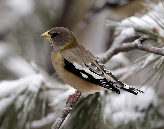 Evening Grosbeak Coccothraustes vespertinus