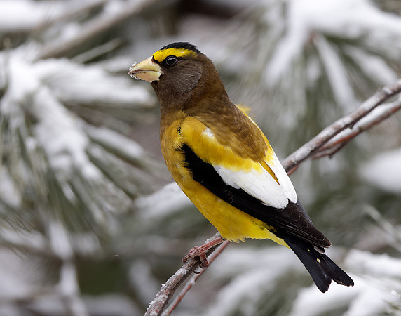 Evening Grosbeak Coccothraustes vespertinus