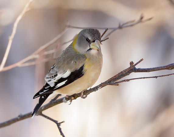 Evening Grosbeak Coccothraustes vespertinus