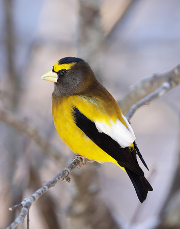 Evening Grosbeak Coccothraustes vespertinus