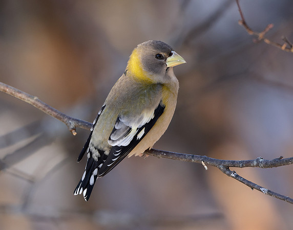 Evening Grosbeak Coccothraustes vespertinus