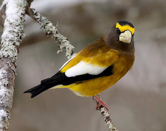 Evening Grosbeak Coccothraustes vespertinus