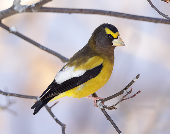 Evening Grosbeak Coccothraustes vespertinus