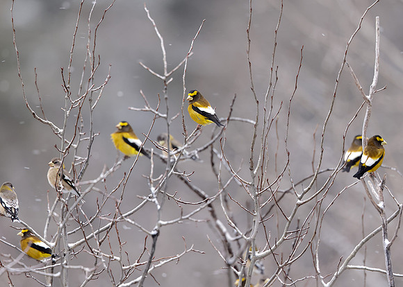 Evening Grosbeak Coccothraustes vespertinus