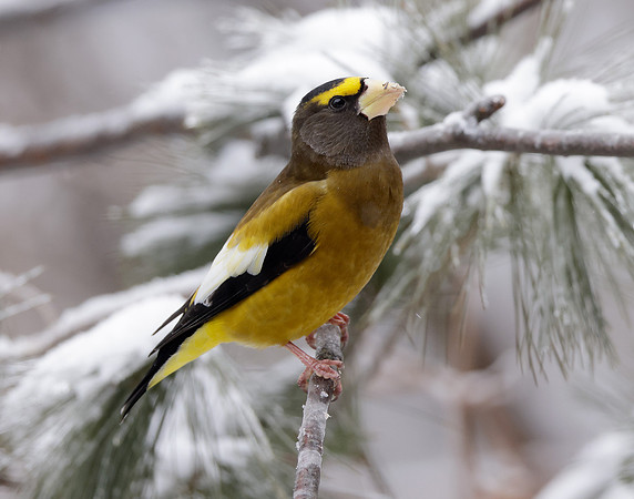 Evening Grosbeak Coccothraustes vespertinus