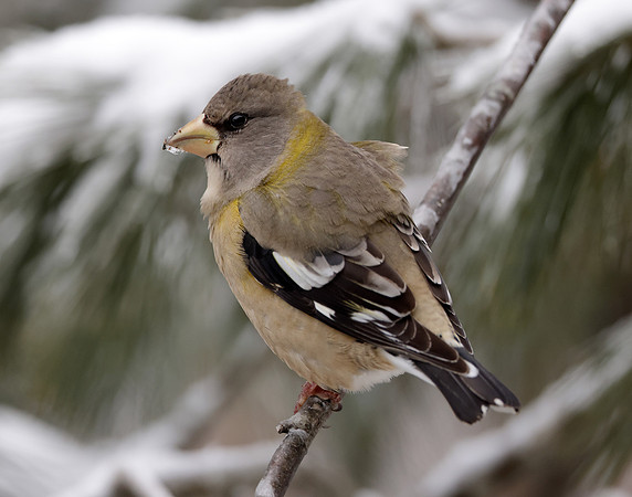 Evening Grosbeak Coccothraustes vespertinus