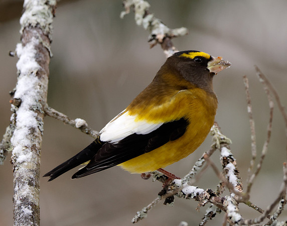 Evening Grosbeak Coccothraustes vespertinus