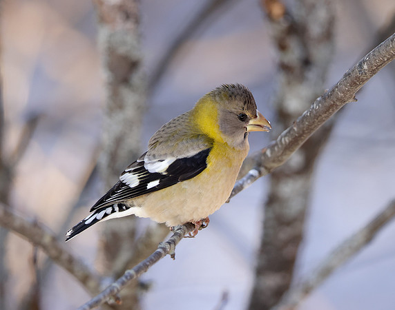 Evening Grosbeak Coccothraustes vespertinus