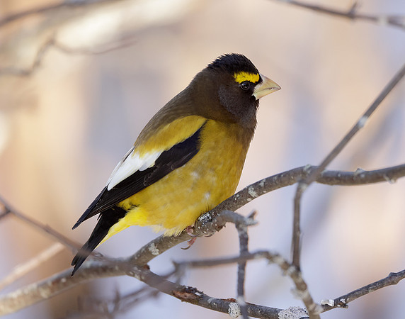 Evening Grosbeak Coccothraustes vespertinus