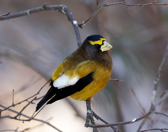 Evening Grosbeak Coccothraustes vespertinus