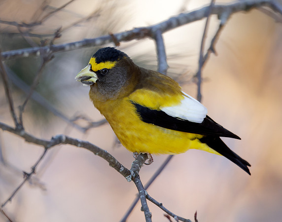 Evening Grosbeak Coccothraustes vespertinus