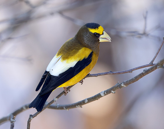 Evening Grosbeak Coccothraustes vespertinus