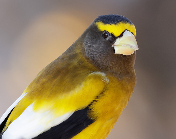 Evening Grosbeak Coccothraustes vespertinus