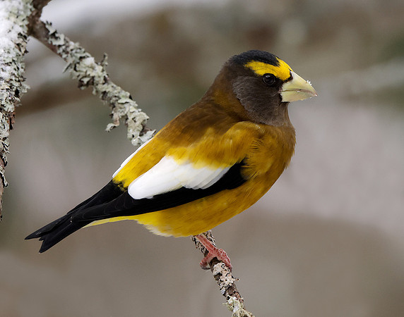 Evening Grosbeak Coccothraustes vespertinus