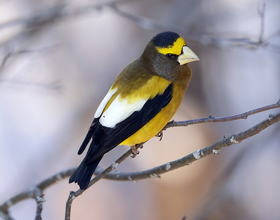 Evening Grosbeak Coccothraustes vespertinus