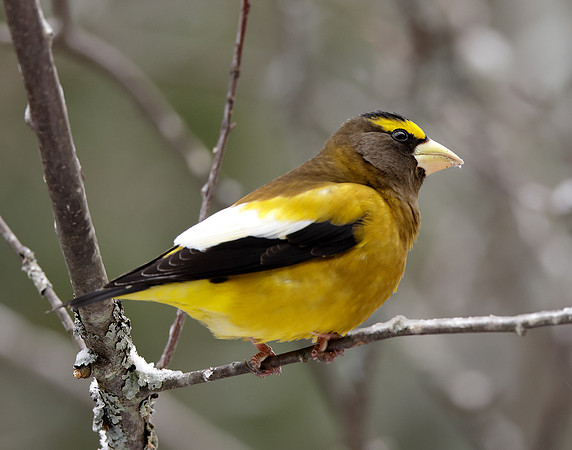Evening Grosbeak Coccothraustes vespertinus