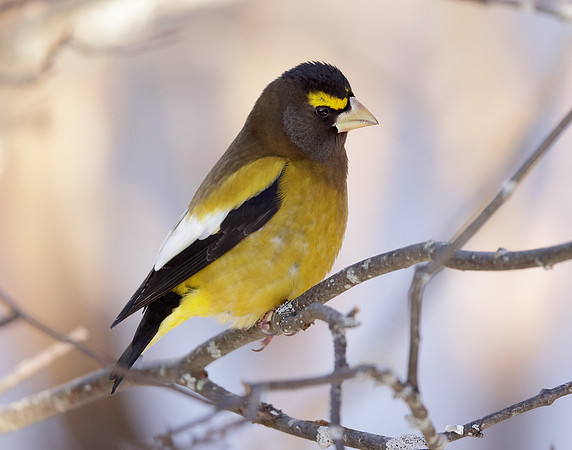 Evening Grosbeak Coccothraustes vespertinus