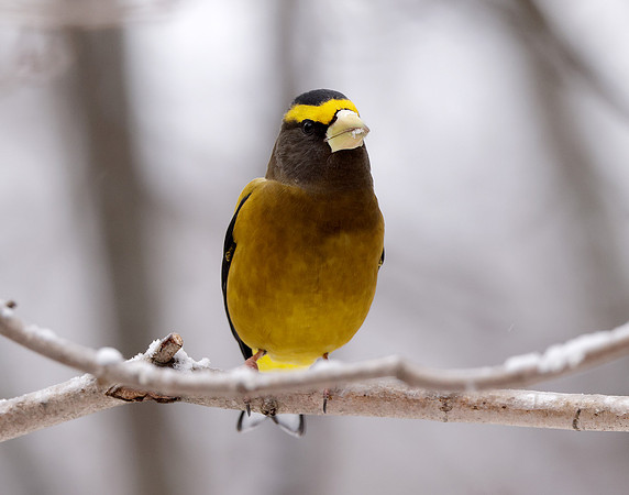 Evening Grosbeak Coccothraustes vespertinus