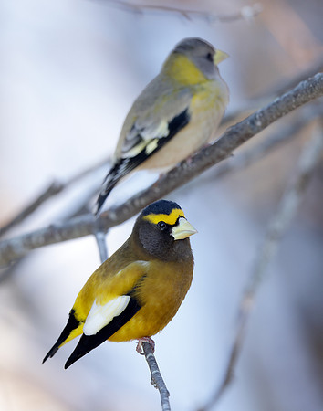 Evening Grosbeak Coccothraustes vespertinus