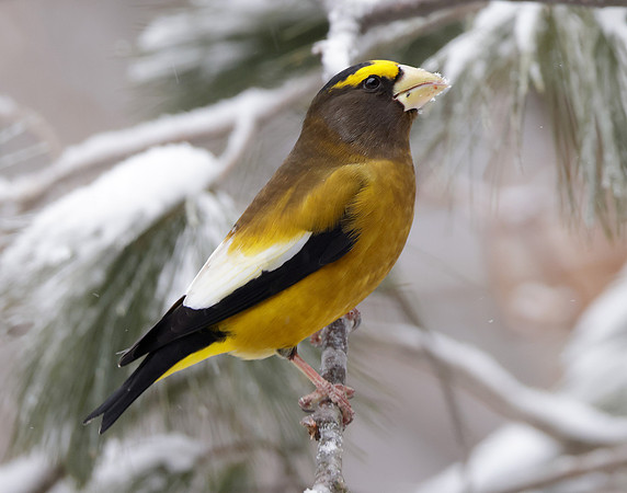 Evening Grosbeak Coccothraustes vespertinus