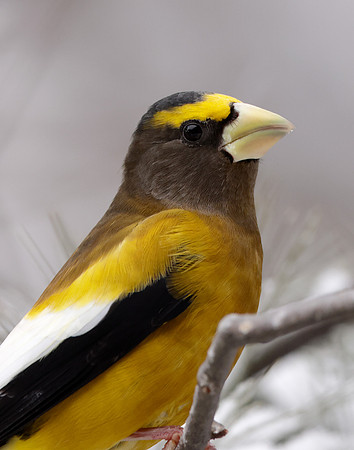 Evening Grosbeak Coccothraustes vespertinus