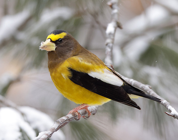 Evening Grosbeak Coccothraustes vespertinus