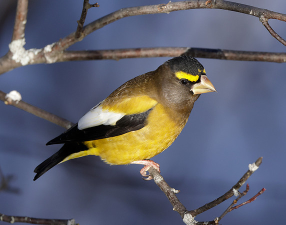 Evening Grosbeak Coccothraustes vespertinus