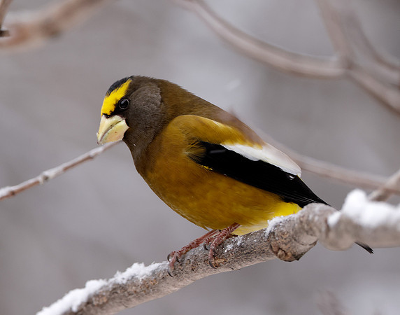 Evening Grosbeak Coccothraustes vespertinus