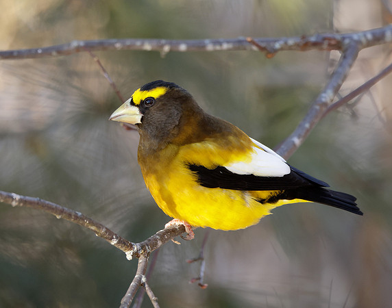 Evening Grosbeak Coccothraustes vespertinus