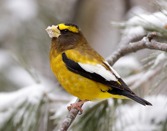Evening Grosbeak Coccothraustes vespertinus