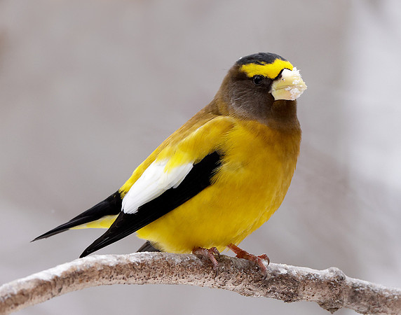 Evening Grosbeak Coccothraustes vespertinus