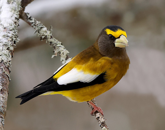 Evening Grosbeak Coccothraustes vespertinus