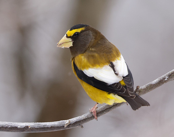Evening Grosbeak Coccothraustes vespertinus